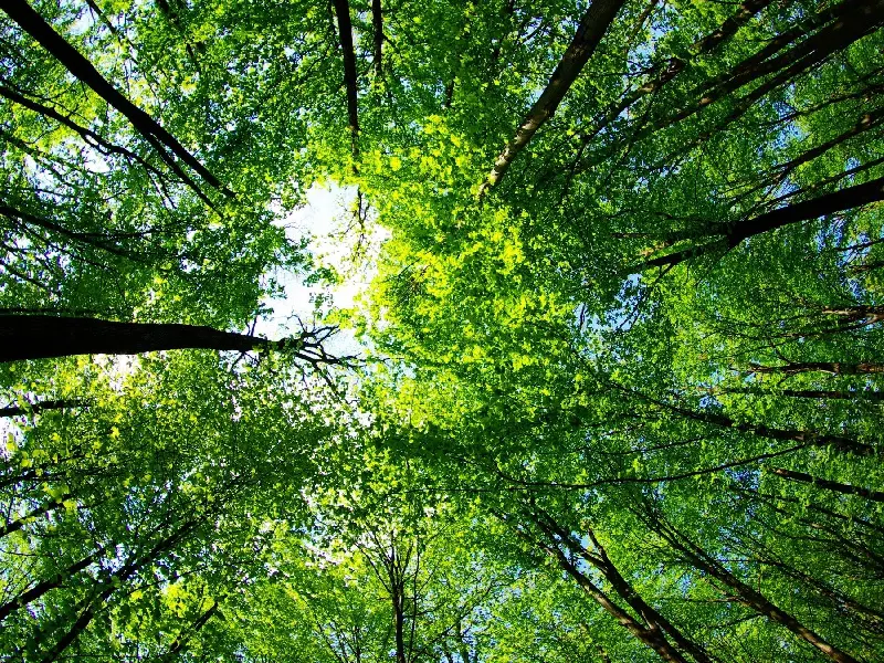 A view of the sky through trees looking up.